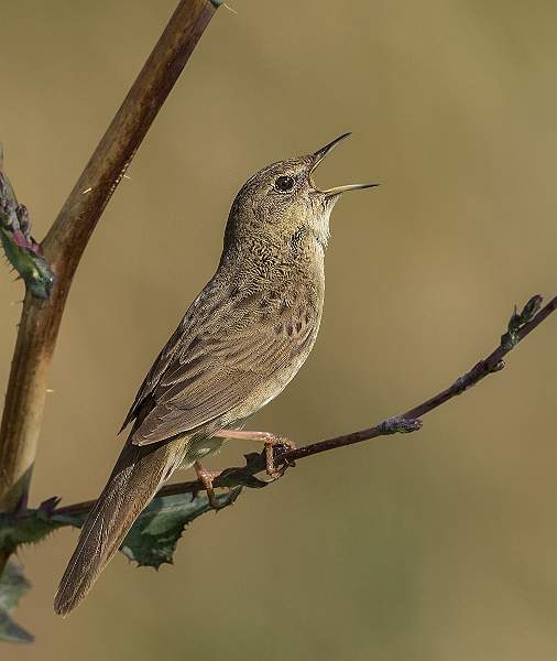 Grasshopper Warbler Reeling_David Schenck.jpg